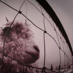 PEARL JAM – VS.