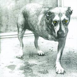 ALICE IN CHAINS – ALICE IN CHAINS (30º Anniversary)